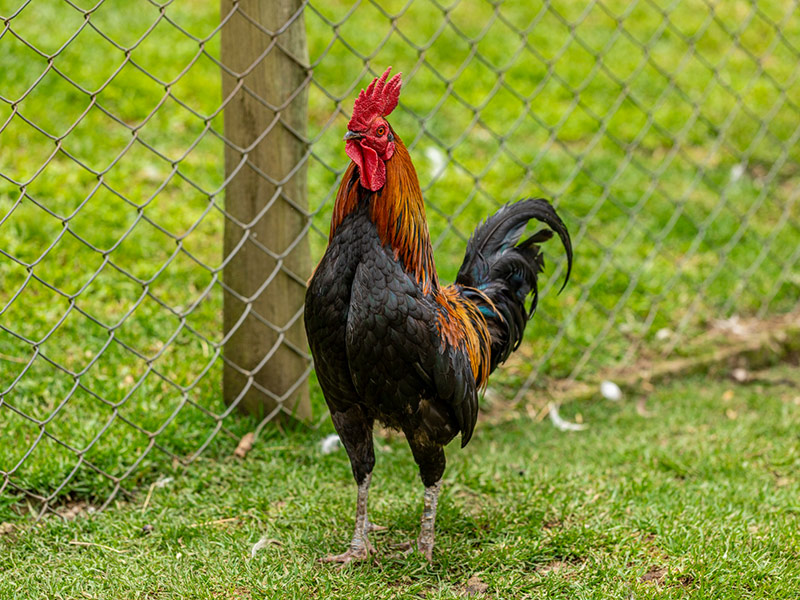 Country Rooster