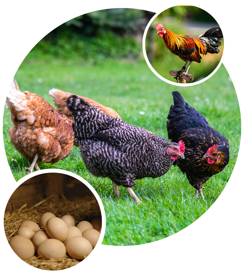 Free-range country hen beside a basket of eggs